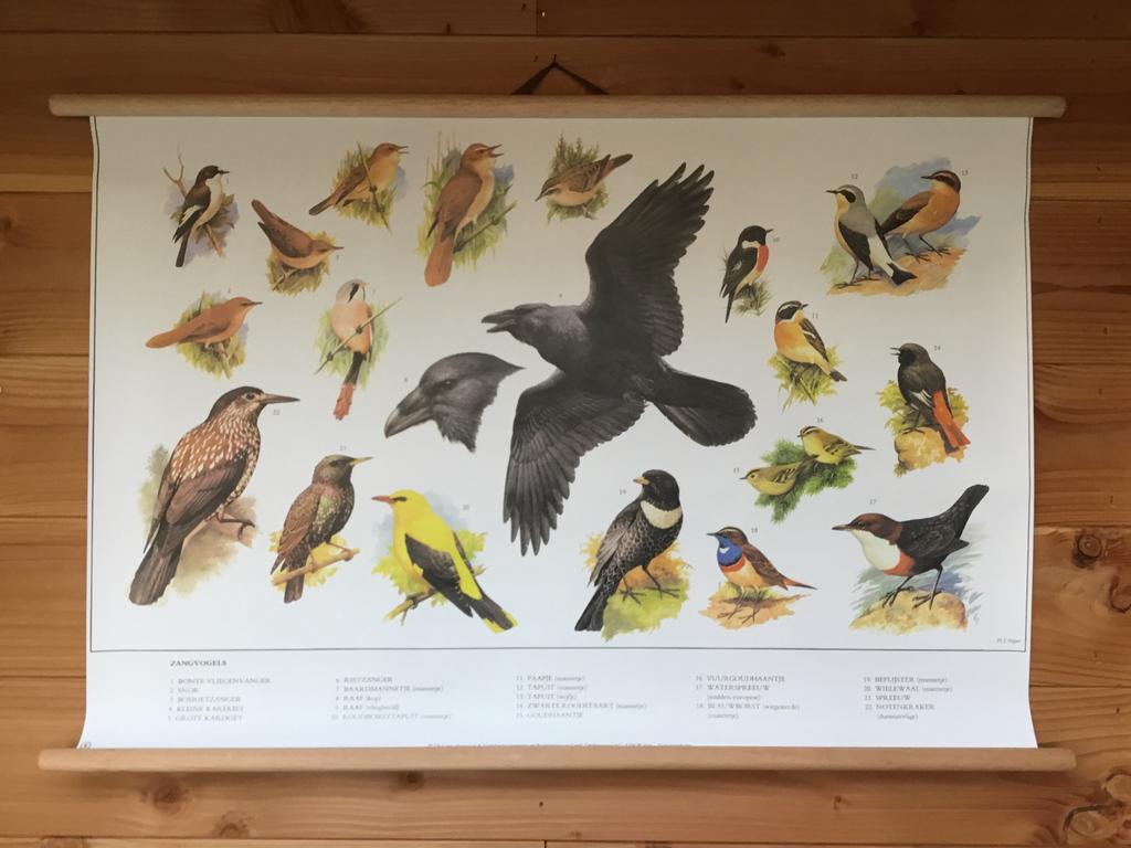 Schoolplaat poster “ Zangvogels “, Antiek en Kunst, Ophalen of Verzenden, Natuur en Biologie