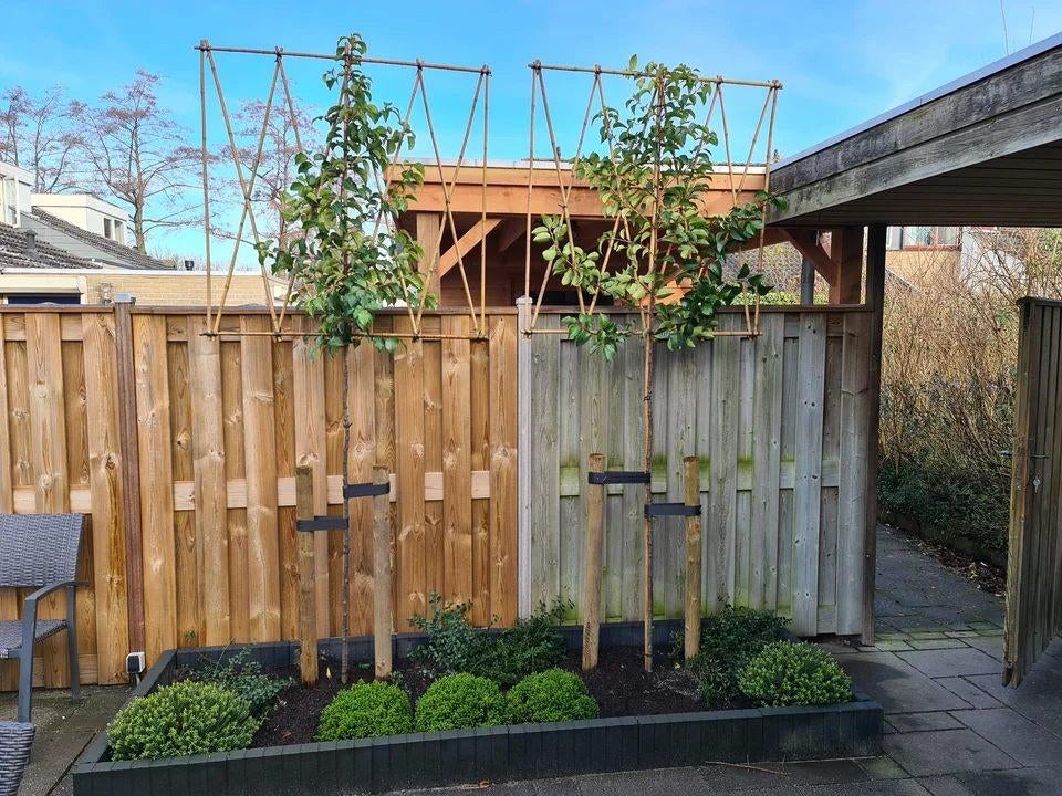 Groenblijvende leibomen vanaf 90 euro, Ophalen of Verzenden, Halfschaduw, Leiboom, 100 tot 250 cm