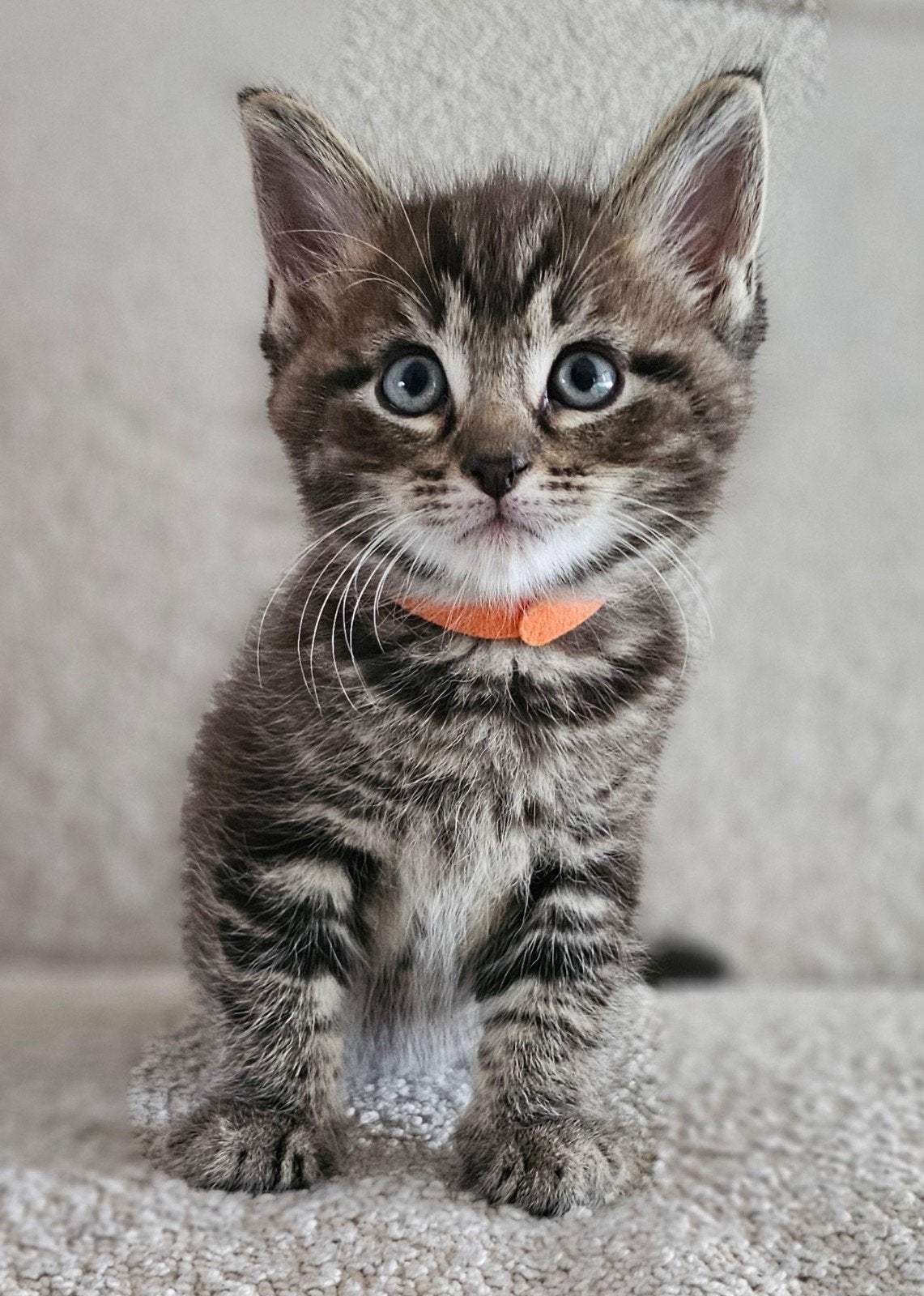 Main Coon kruising kittens, Dieren en Toebehoren, Katten en Kittens | Raskatten | Langhaar, Kater, Ontwormd, 0 tot 2 jaar