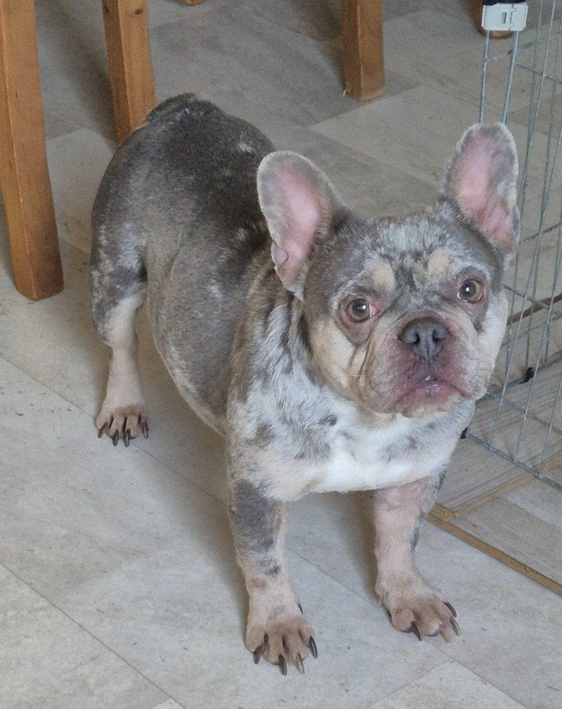 Französische Bulldogge Merle, Dieren en Toebehoren, Honden | Bulldogs, Pinschers en Molossers, Fokker | Hobbymatig, Buitenland