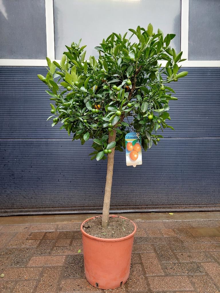 XL Citrus Calamondin - Mandarijnenboom H: 120 cm., Tuin en Terras, Planten | Fruitbomen, Citroenboom, 100 tot 250 cm, Volle zon