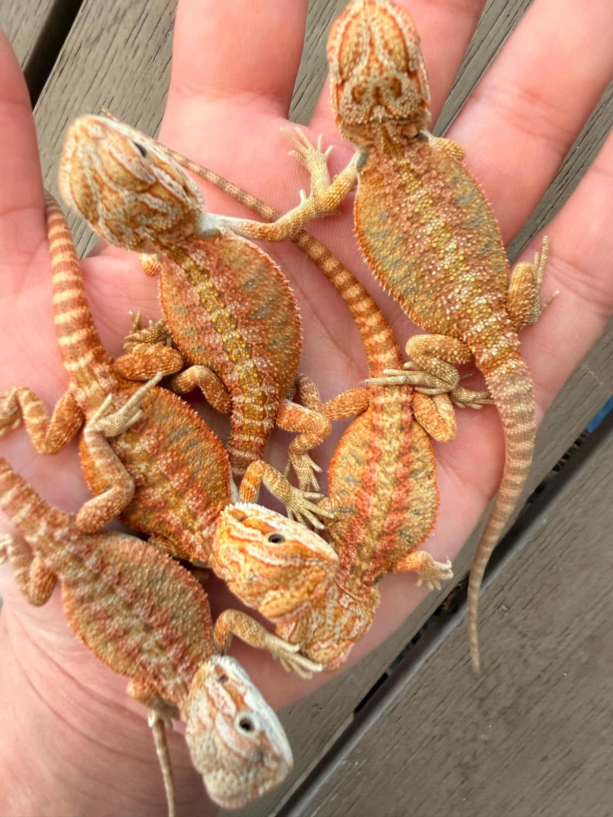 Baby baardagaam Bearded Dragon photo 6