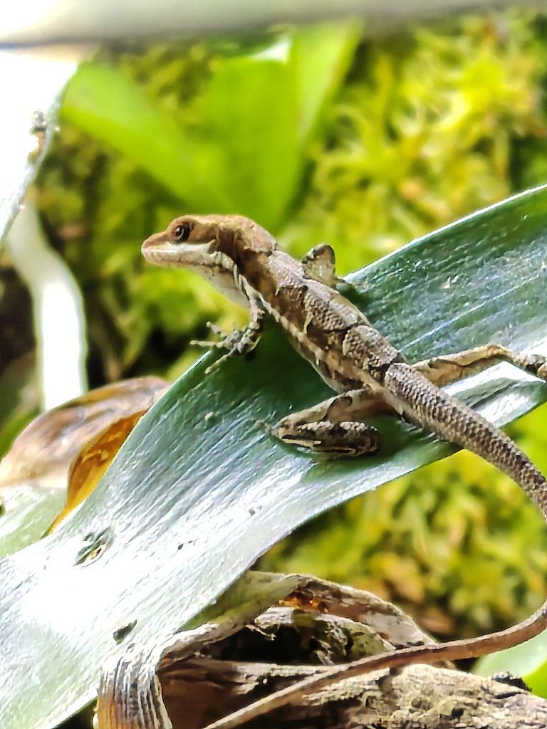Anolis, Hagedis, 0 tot 2 jaar