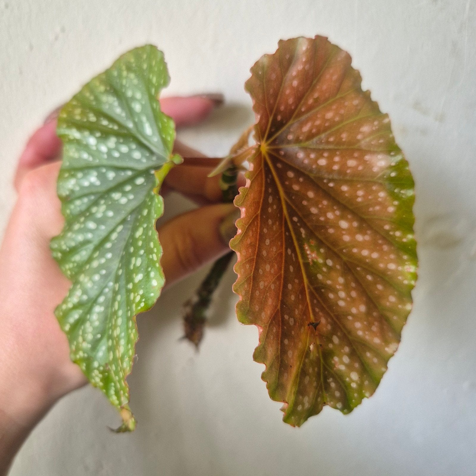 begonia corallina, Ophalen of Verzenden, Halfschaduw, Minder dan 100 cm