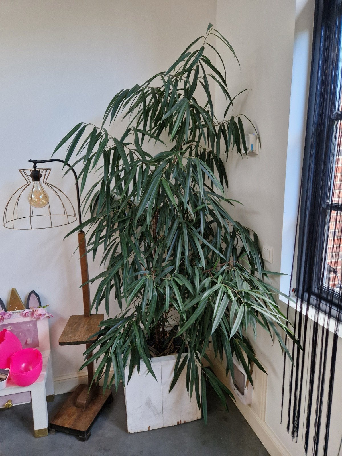 Grote Ficus plant in witte houten bak, Ophalen