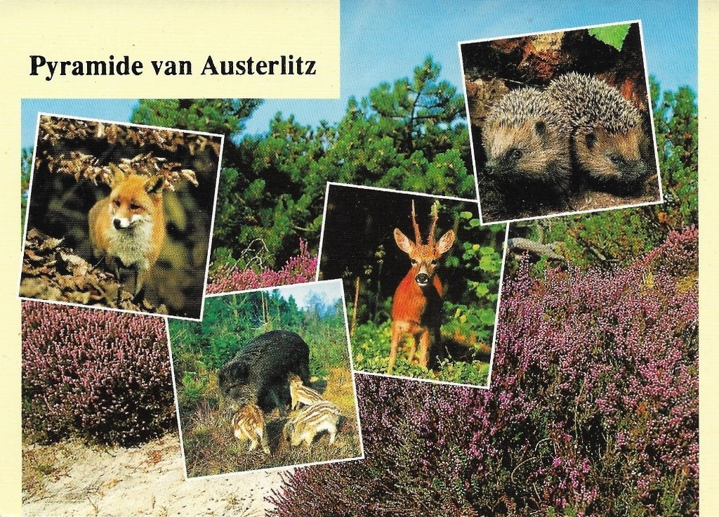 Ansichtkaart  	Austerlitz	Pyramide	5-luik	Natuur, Verzenden, 1980 tot heden, Gelopen, Utrecht