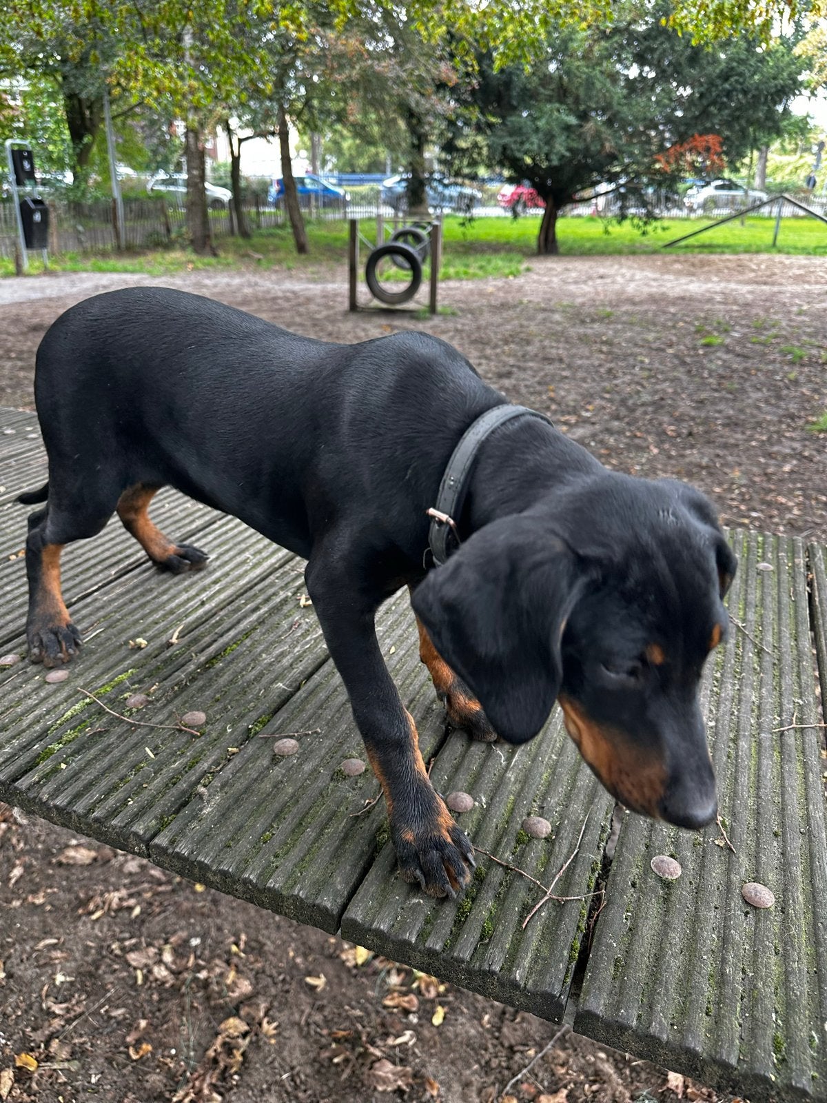 Poolse jacht, hond teefje 15 weken oud, CDV (hondenziekte), Fokker | Hobbymatig, 8 tot 15 weken, Buitenland
