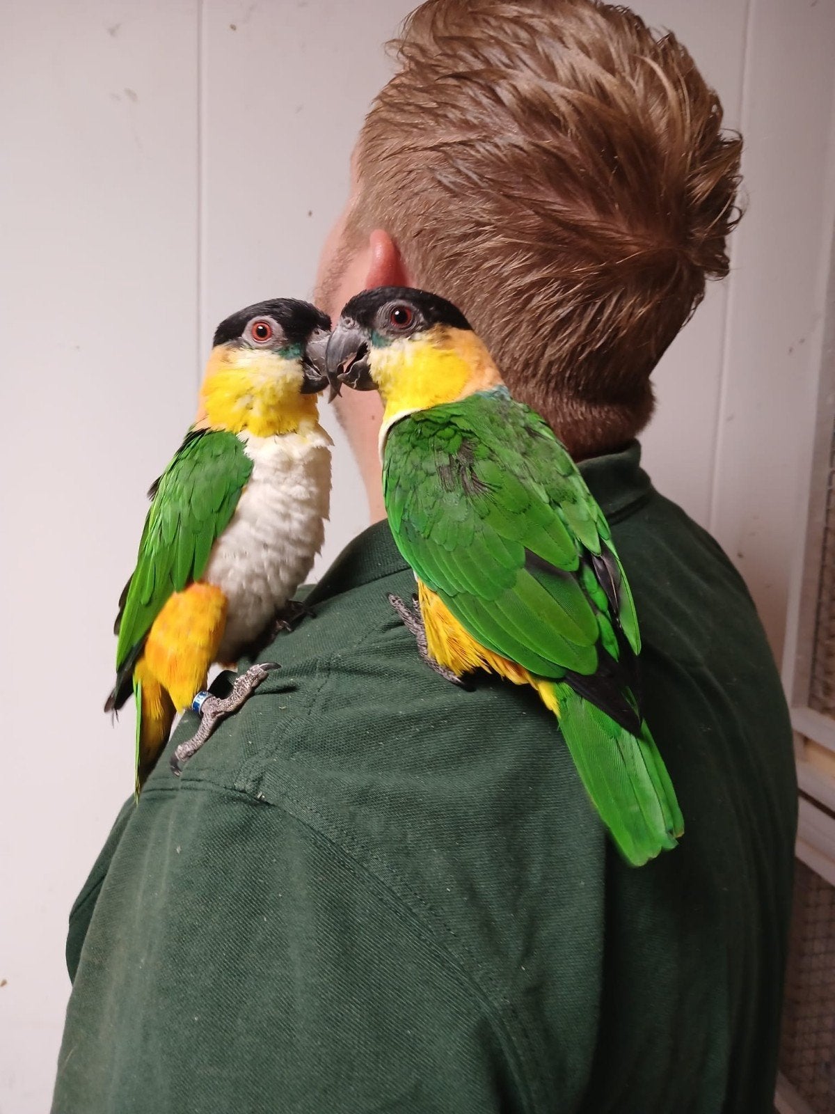 mooi koppel tamme zwartkop caiques, Meerdere dieren, Papegaai, Geringd