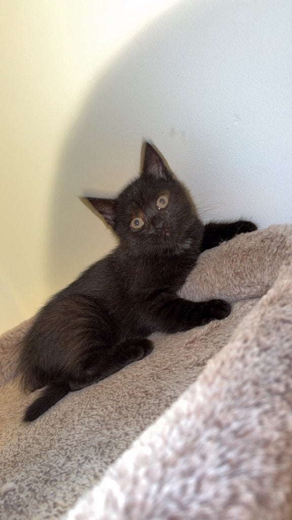 Kruising britse korthaar x europese korthaar kittens, Dieren en Toebehoren, Kater