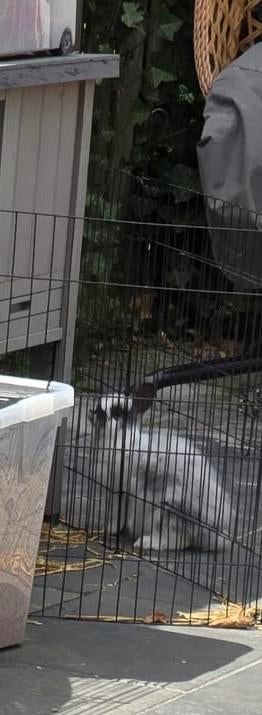 Konijn, Dieren en Toebehoren, Vrouwelijk, Klein, 0 tot 2 jaar