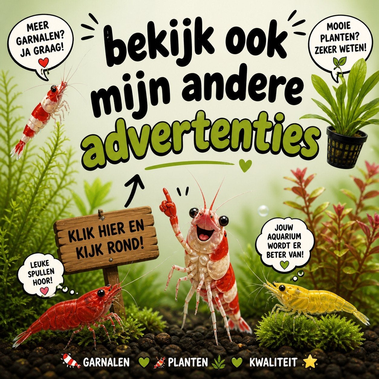 Taiwan mos, aquarium mos | Shrimporium, Ophalen of Verzenden, Nieuw, Plant(en), Steen of Hout