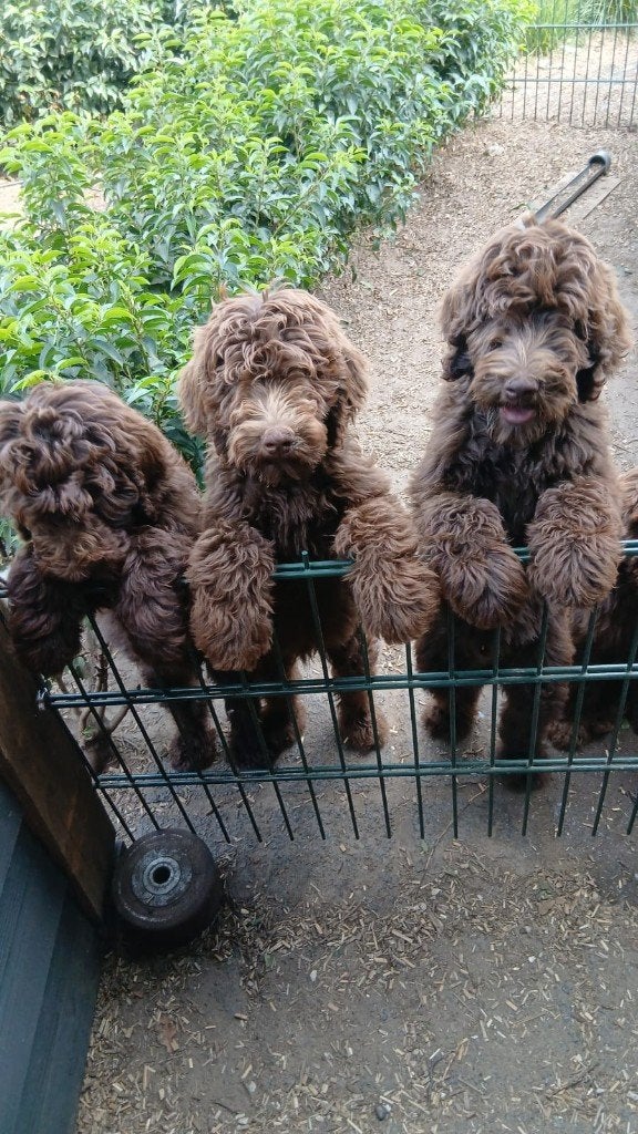 labradoodles pup, echte mooie. Nogmaals in prijs verlaagd., Overige rassen, 8 tot 15 weken, Parvo, Meerdere