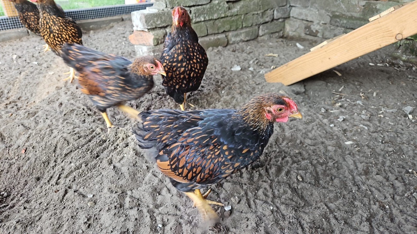 Wyandotte haantjes, Mannelijk, Kip