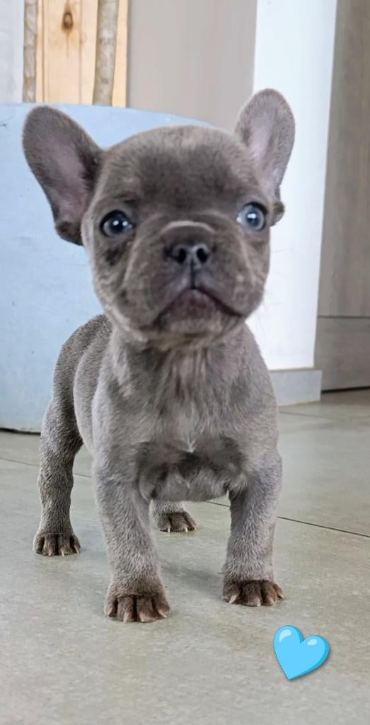 Franse bulldog pups, Dieren en Toebehoren, Honden | Bulldogs, Pinschers en Molossers, Parvo, België, Particulier, 8 tot 15 weken