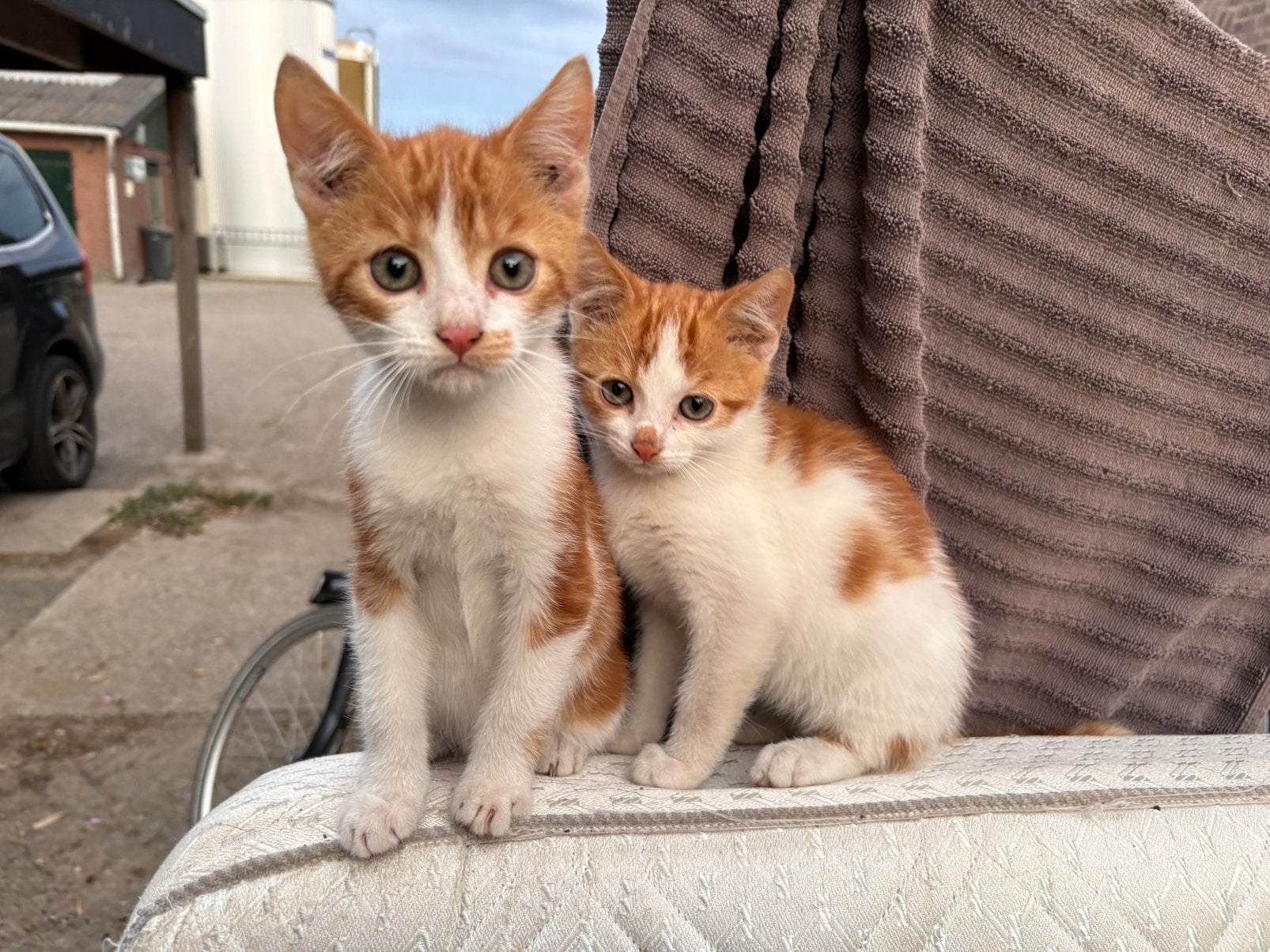 Boerderij Kittens, Meerdere dieren, 0 tot 2 jaar