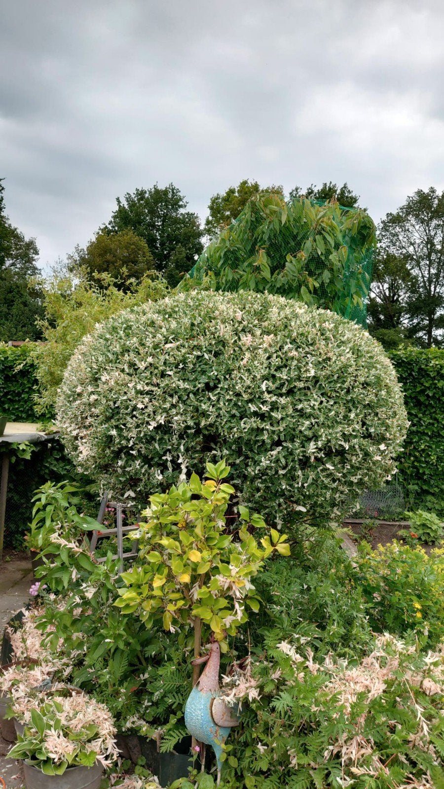 Tuinman- Klusjesman, Diensten en Vakmensen, Tuinmannen en Stratenmakers, Tuinonderhoud of Snoeiwerk