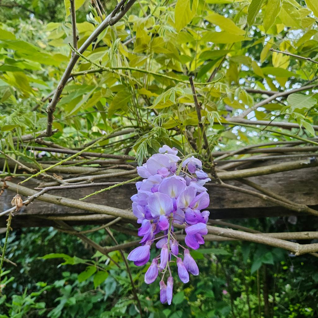 Blauwe regen, Wisteria, sterke klimplant, Ophalen, Vaste plant, Halfschaduw, Klimplanten