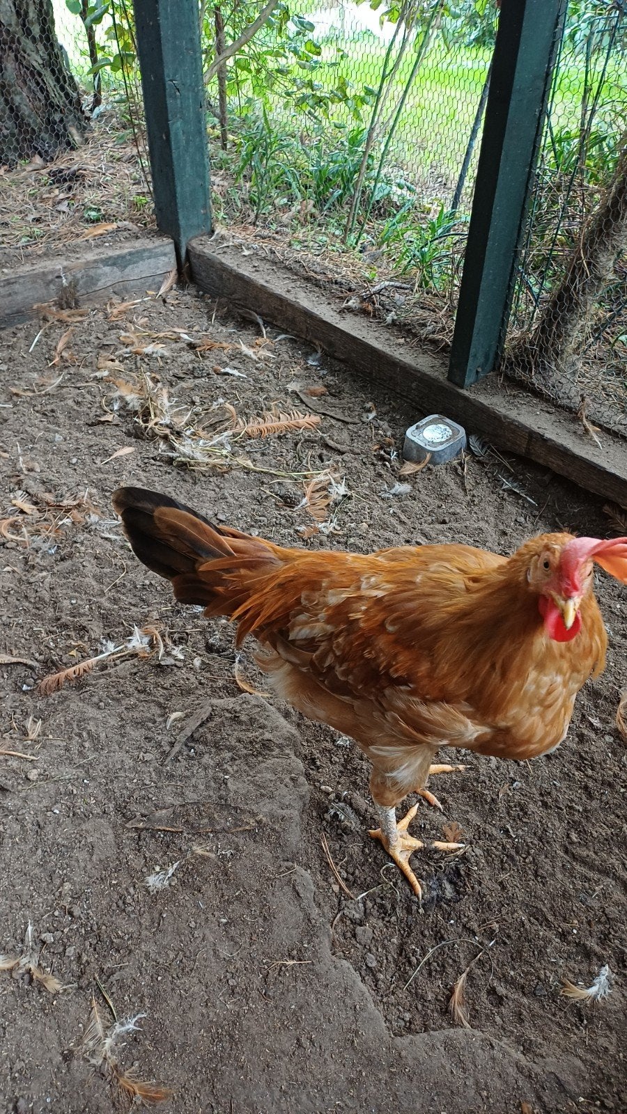 Jonge bruine leghorn haan, Dieren en Toebehoren, Mannelijk, Kip