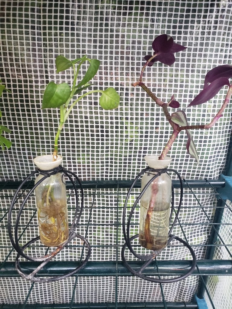 Plantjes in wekpotje, Ophalen, Halfschaduw, Minder dan 100 cm