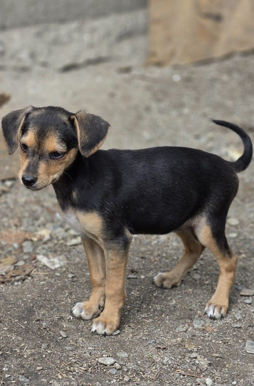 pup Velly zoekt een baasje, 15 weken tot 1 jaar, Handelaar, Buitenland, Teef