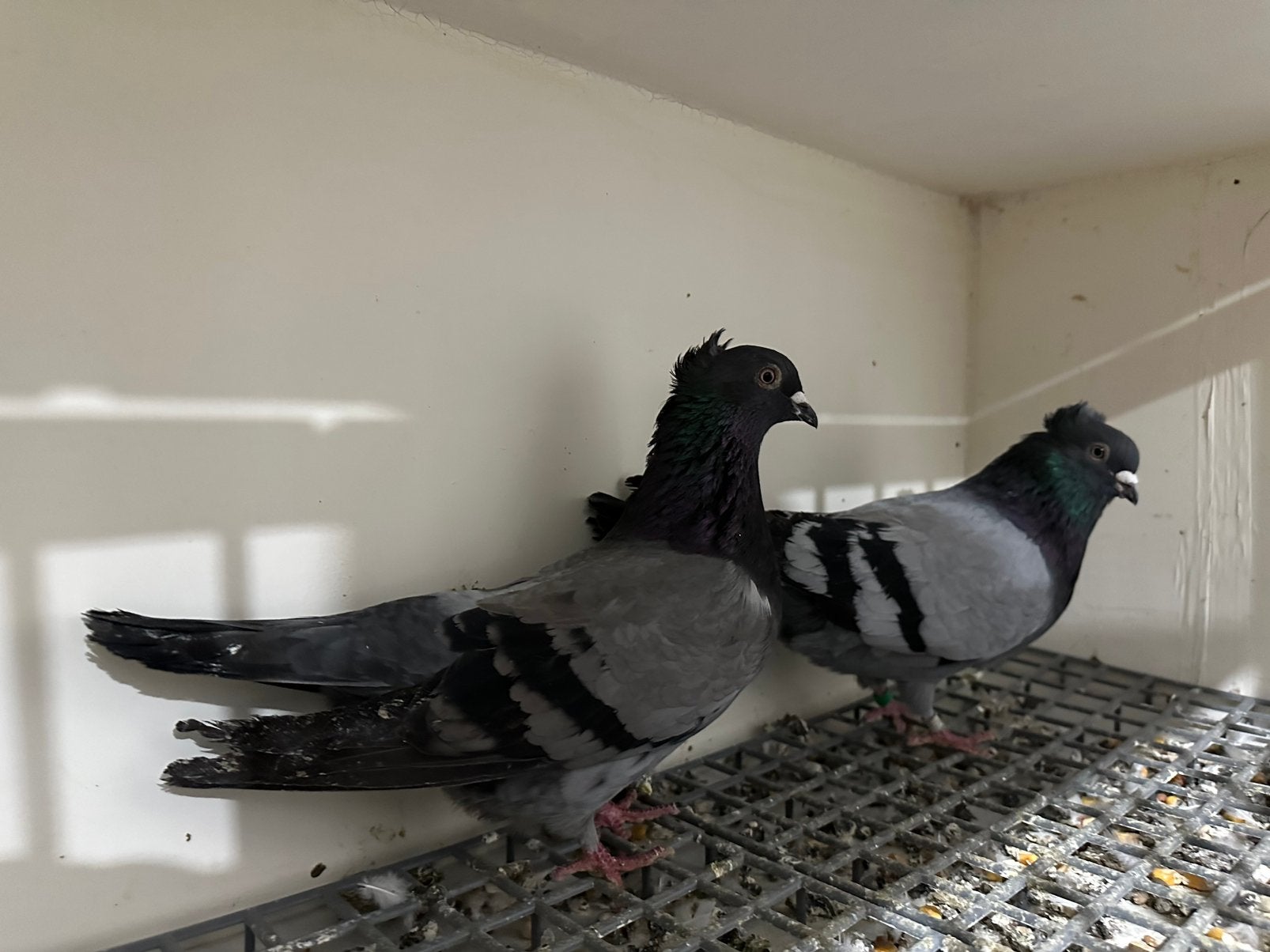 Hoogevliegers duiven serbische, Meerdere dieren, Overige soorten