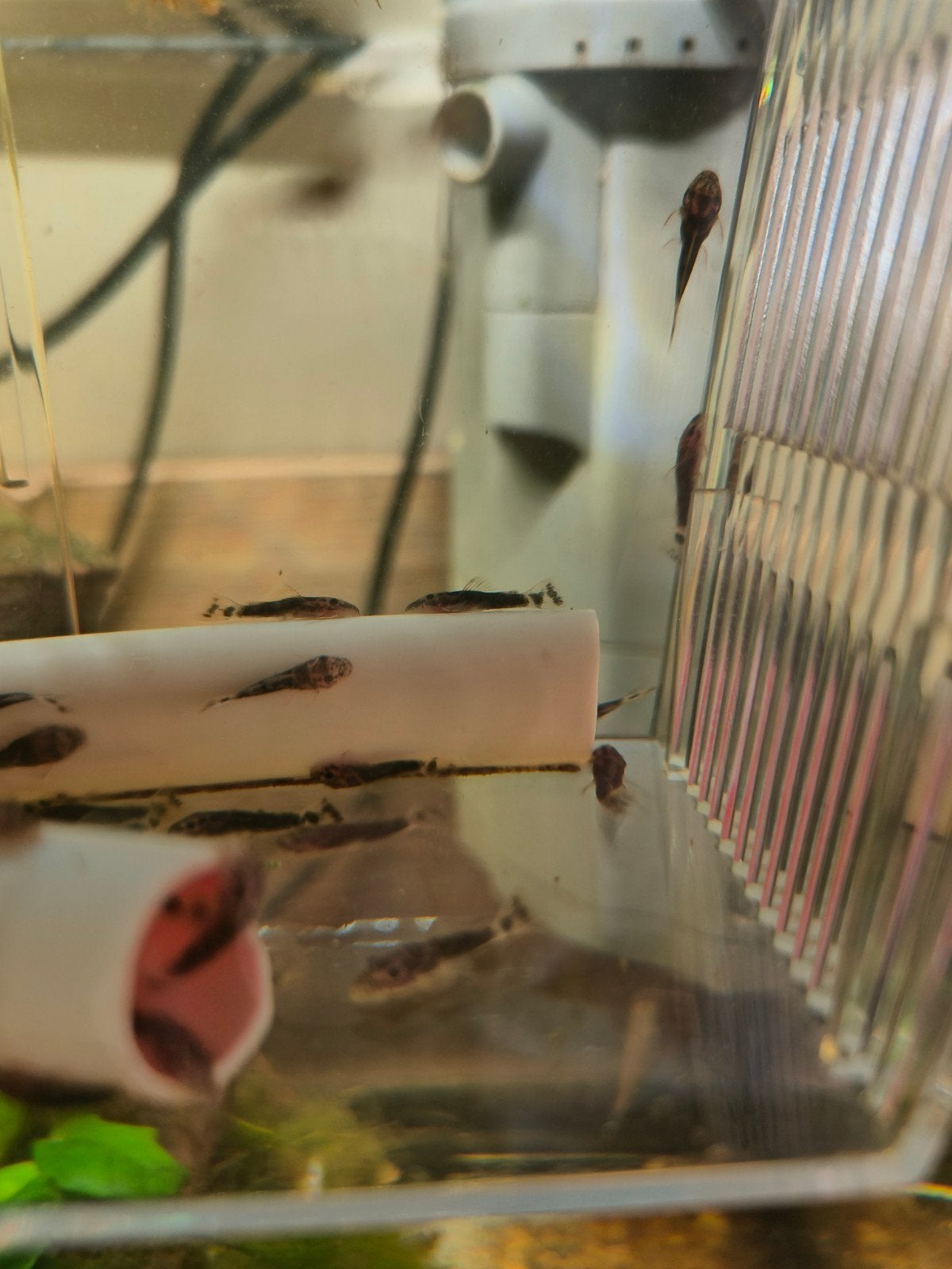 Ancistrus Borstelneus, Dieren en Toebehoren, Vissen | Aquariumvissen
