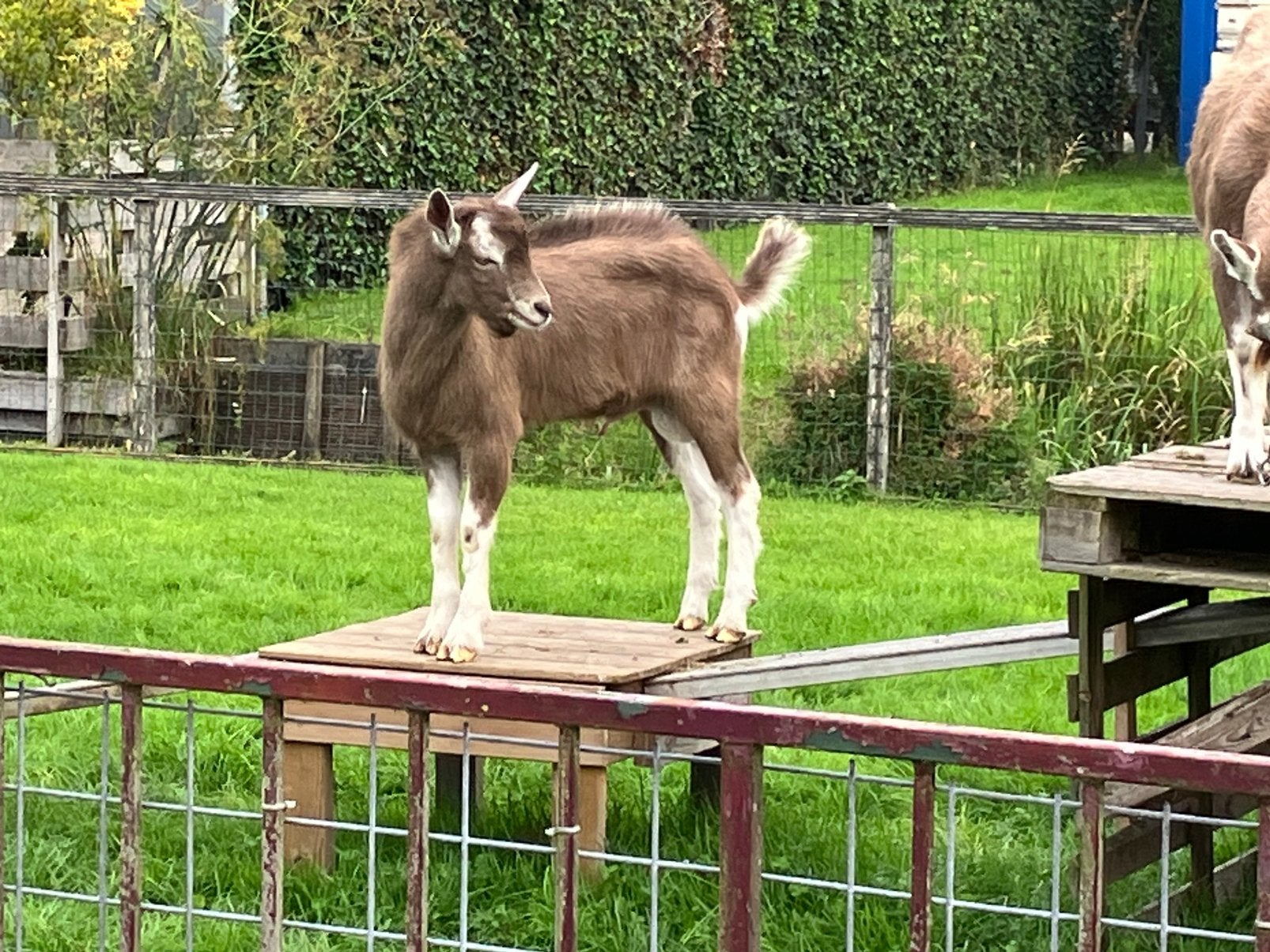 Grote Toggenburger dekbok, Mannelijk, Schaap