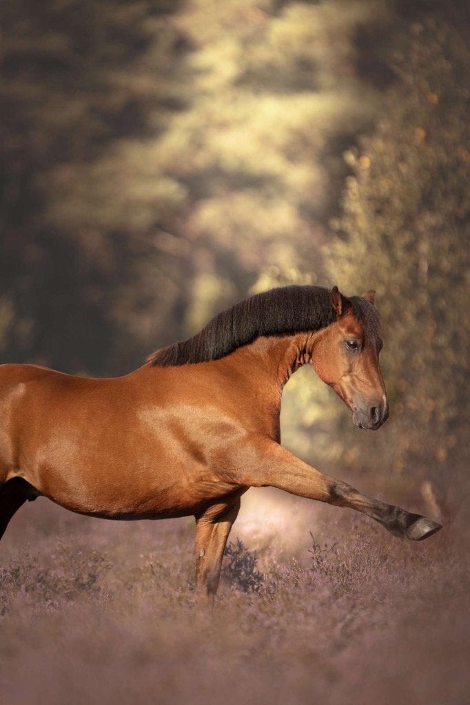 Lieve, knappe en bomproof C- pony te koop, Dieren en Toebehoren, Pony's, Gechipt, Ruin, Niet van toepassing, C pony (1.27m tot 1.37m)