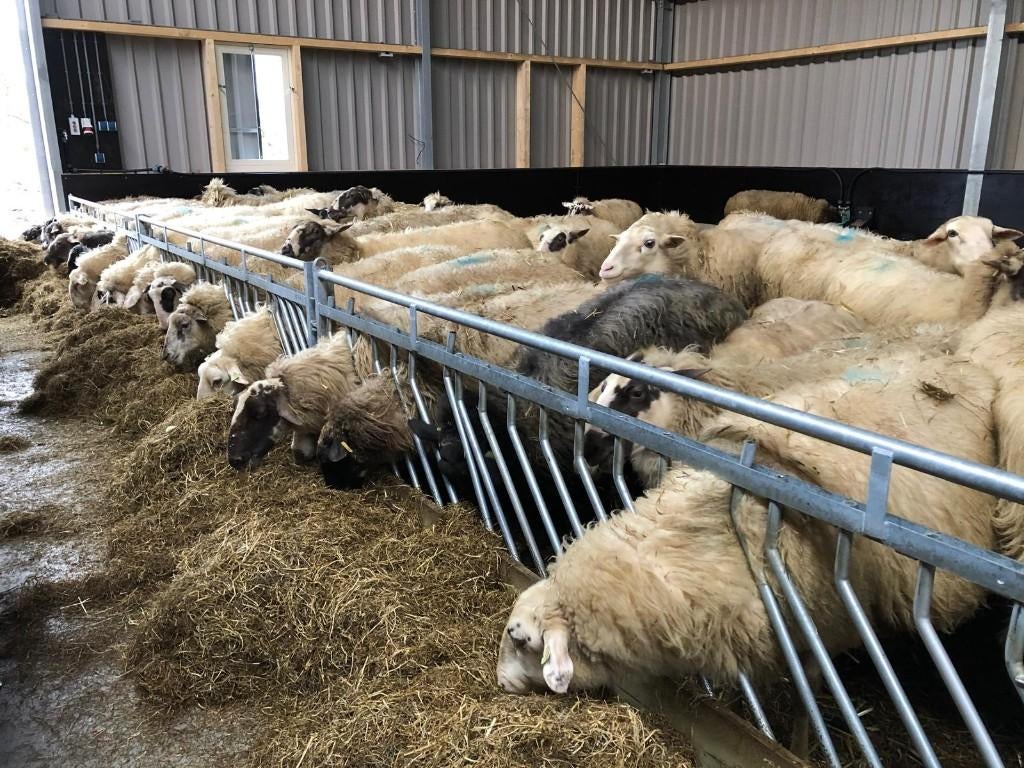 Zelfsluitend voerhek Veno stalinirichting afrastering, Meerdere dieren, Schaap