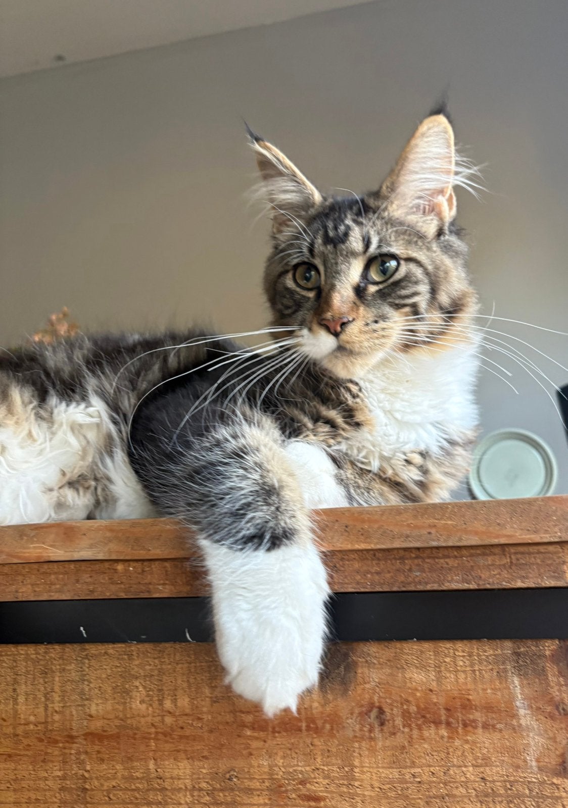 Mooie maine coon kater met stamboom, Meerdere dieren, Met stamboom, 0 tot 2 jaar