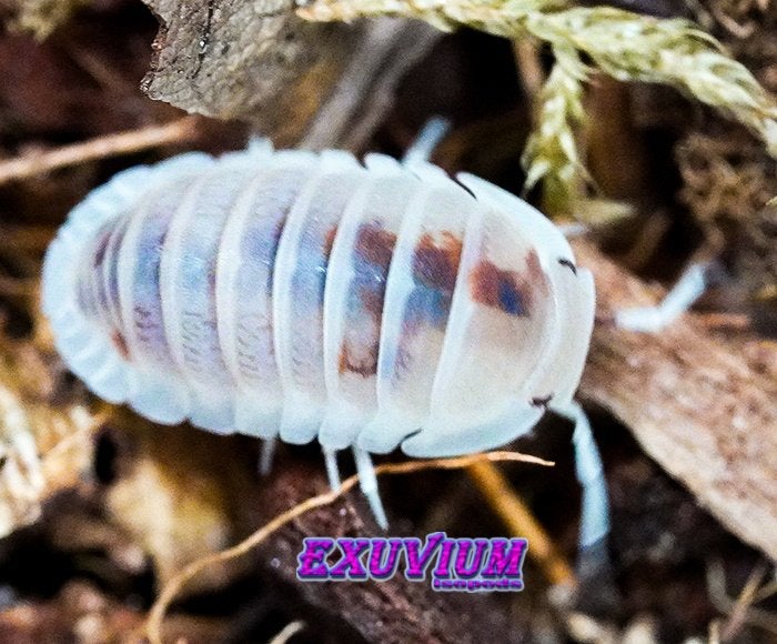 Cubaris murina Pearls isopods AANBIEDING 50% OFF, Dieren en Toebehoren, Insecten en Spinnen, Overige soorten