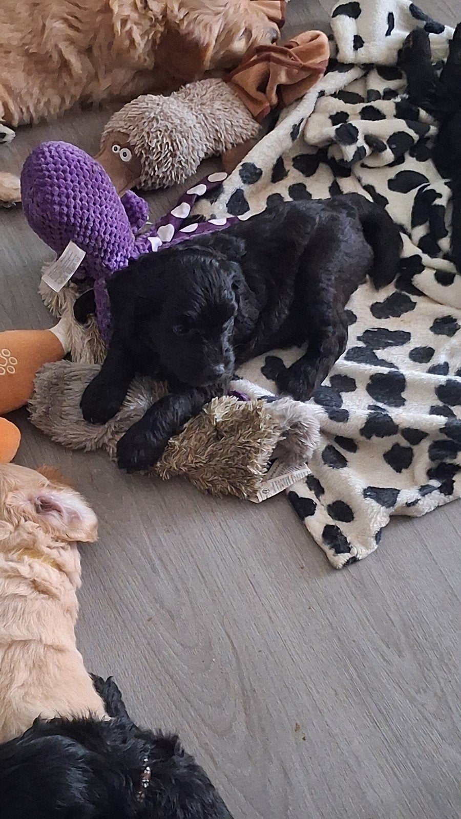 Schattige Labradoodle pups zoeken  een liefdevol  huisje, 8 tot 15 weken, Groot, Meerdere, Meerdere dieren