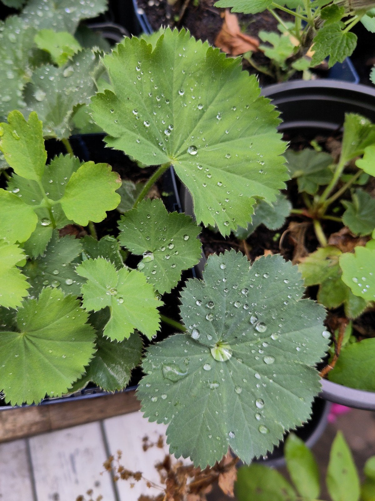 Vrouwenmantel  - biologisch, Ophalen, Bodembedekkers, Vaste plant, Halfschaduw
