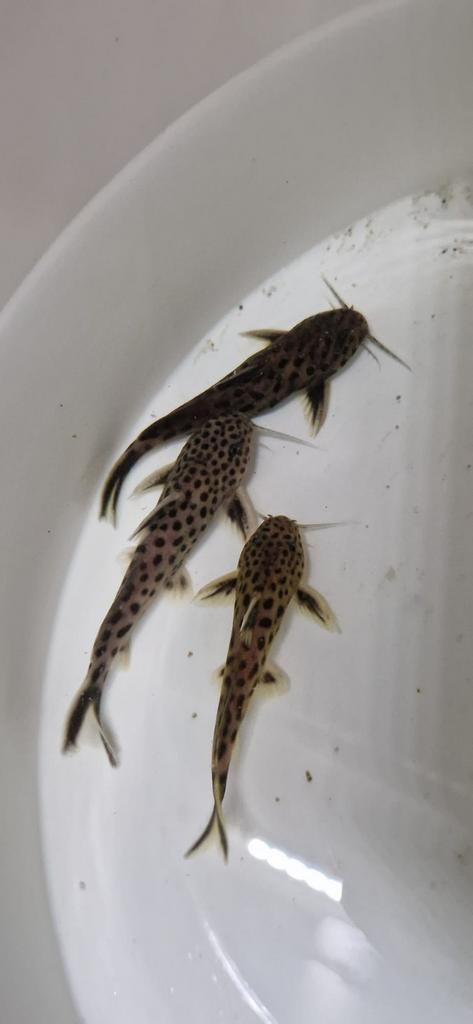 Synodontis petricola / lucipinnes 10 stuks, Dieren en Toebehoren, Vissen | Aquariumvissen, Vis, Zoetwatervis, Schoolvis