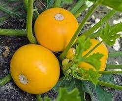 Courgette plantjes One Ball F1 Bio, Ophalen, Groenteplanten, Eenjarig, Halfschaduw