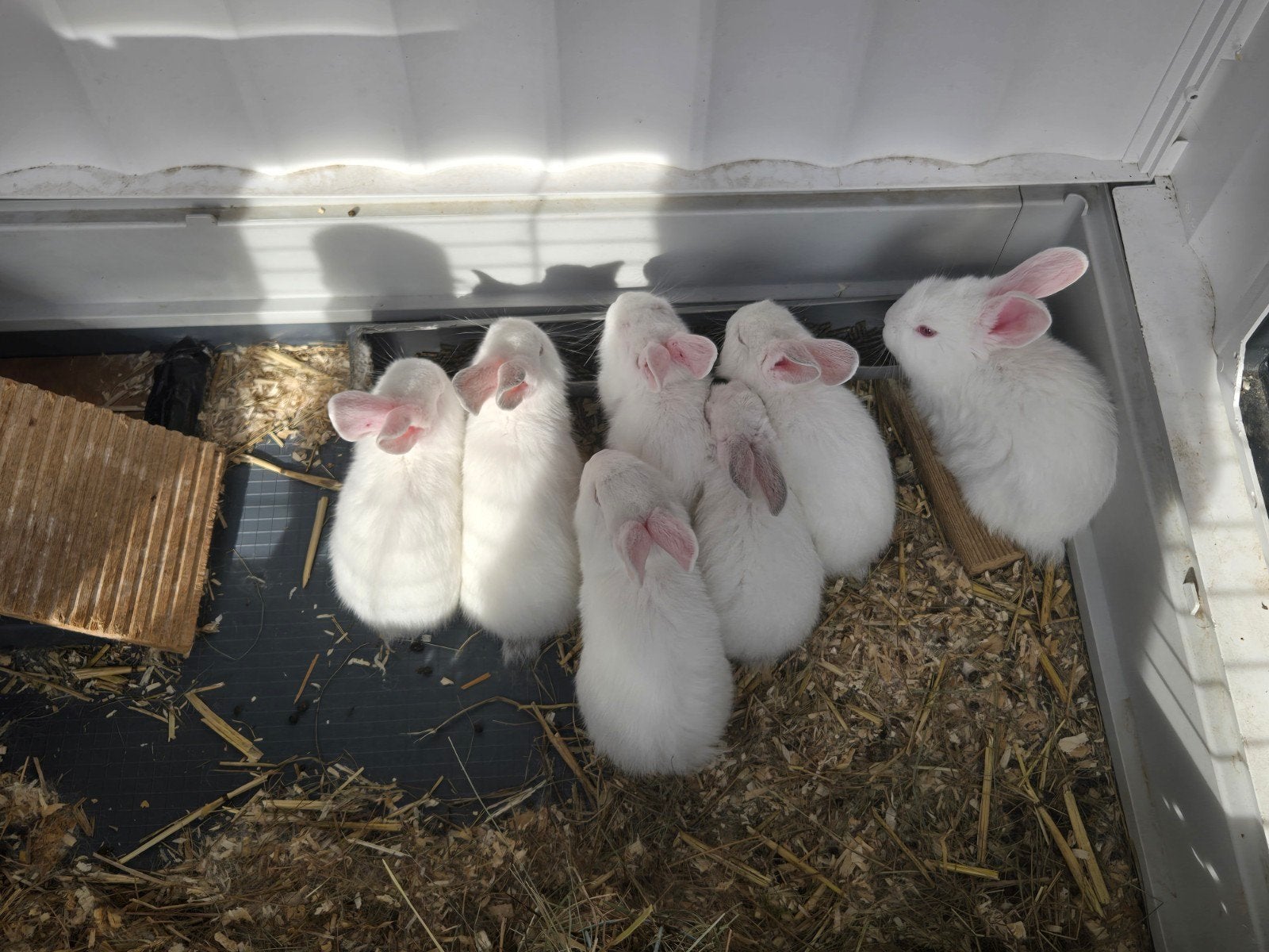 Vlaamse Reus konijnen te koop, Dieren en Toebehoren, Konijnen, Meerdere dieren, Groot, 0 tot 2 jaar