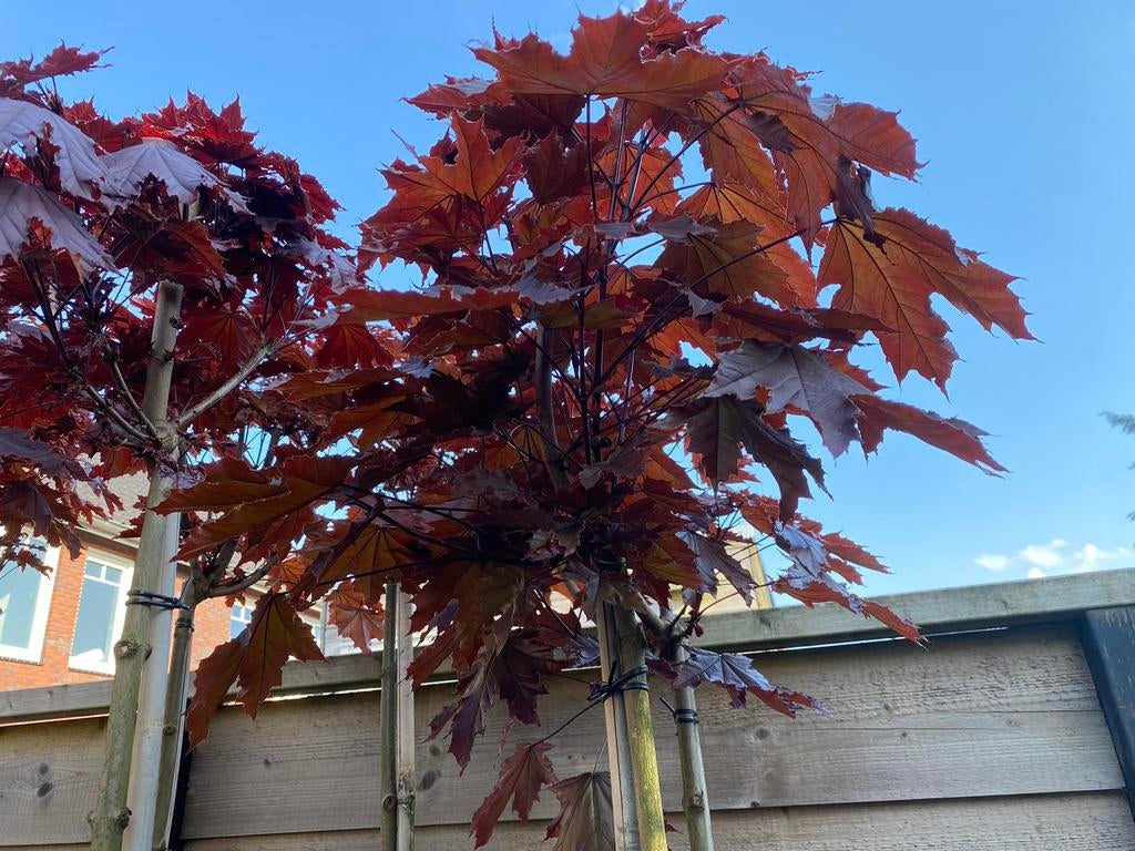 Rode bol esdoorn “ acer pl. Crimson centry”, Tuin en Terras, Planten | Bomen, Bolboom, 100 tot 250 cm, Halfschaduw, Lente, In pot