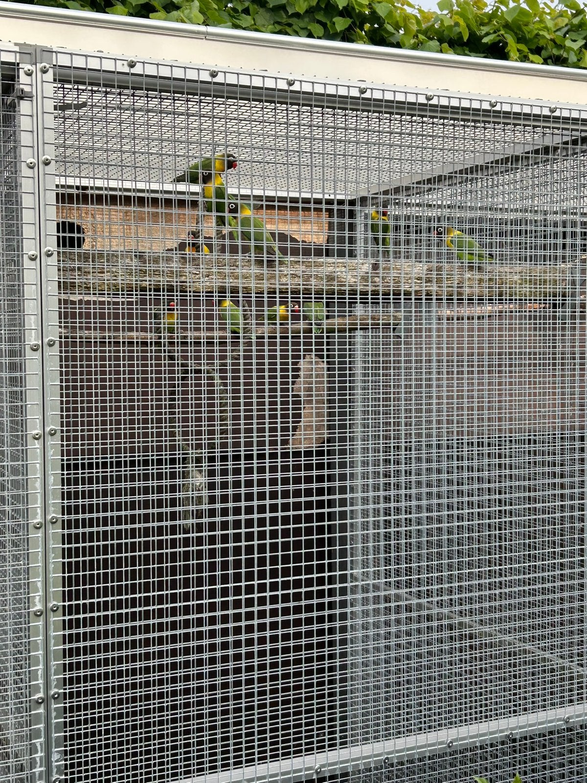 Personata, Meerdere dieren, Dwergpapegaai of Agapornis, Geringd