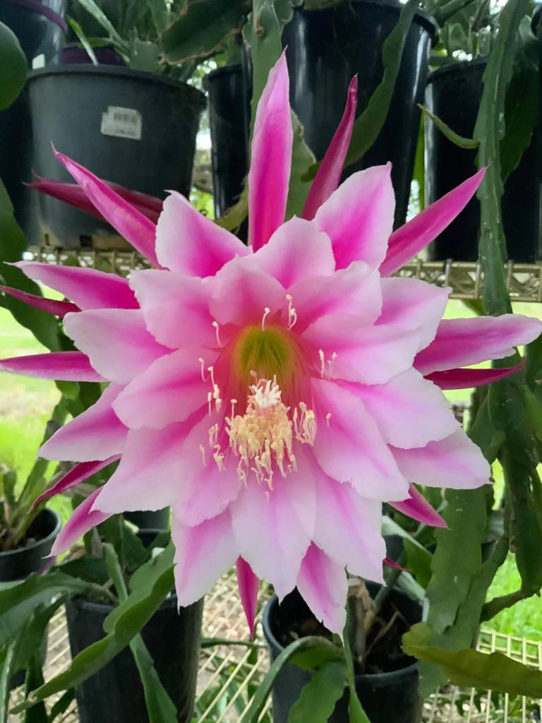 cactus - Epiphyllum GRACE ANN, Huis en Inrichting, Ophalen of Verzenden, Cactus, Volle zon, Minder dan 100 cm