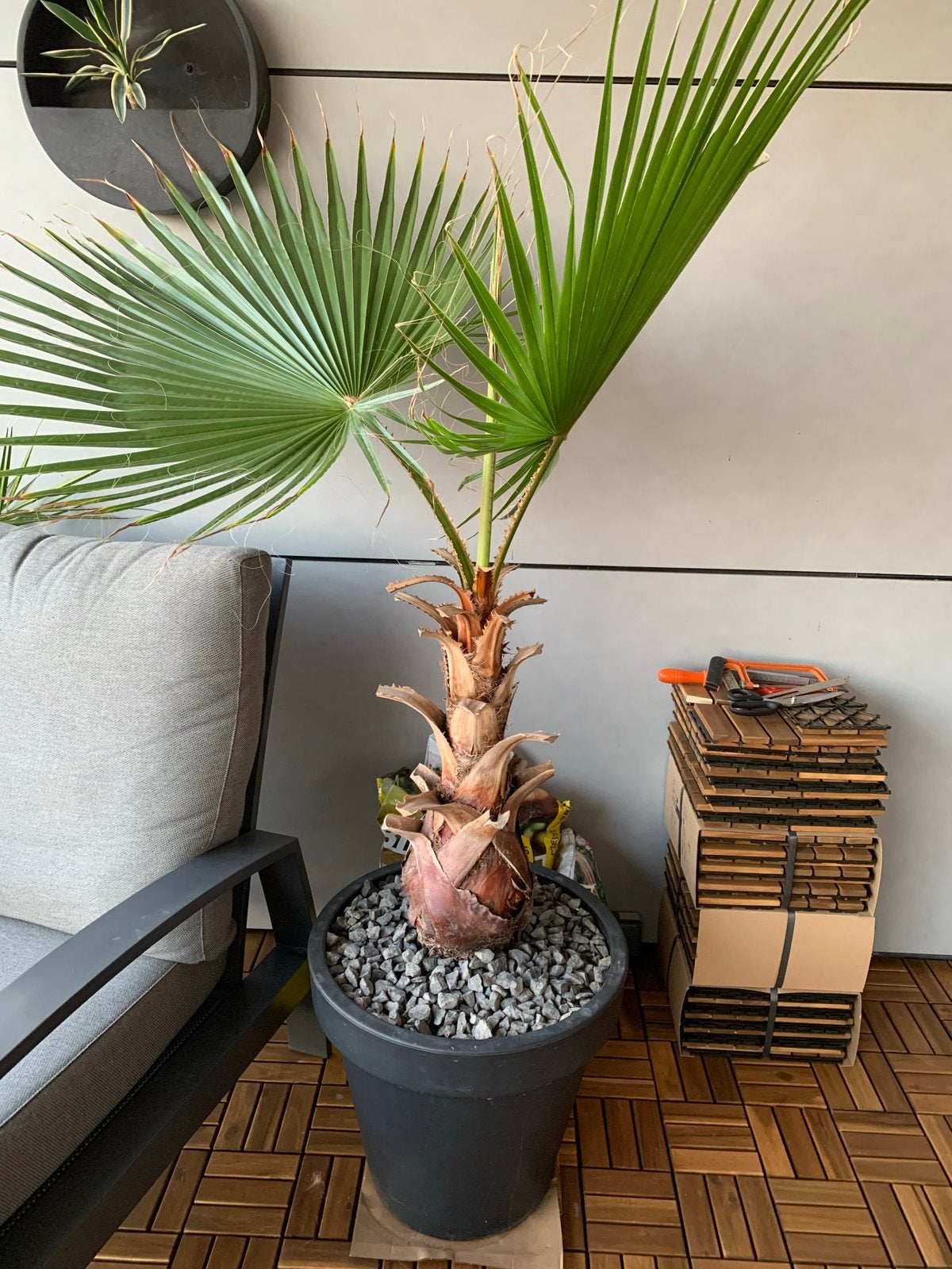 Grote Washingtonia Robusta Waaierpalm inclusief pot, Overige soorten, Volle zon, Vaste plant, Ophalen of Verzenden