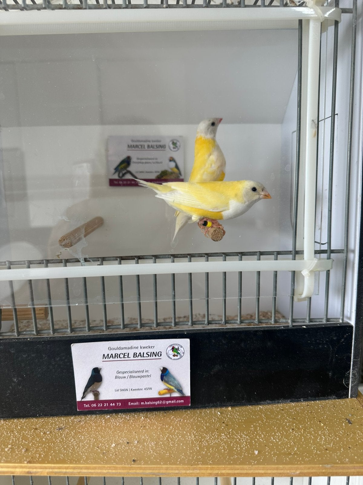 Gouldamadine. Goulds, Meerdere dieren, Tropenvogel, Geringd