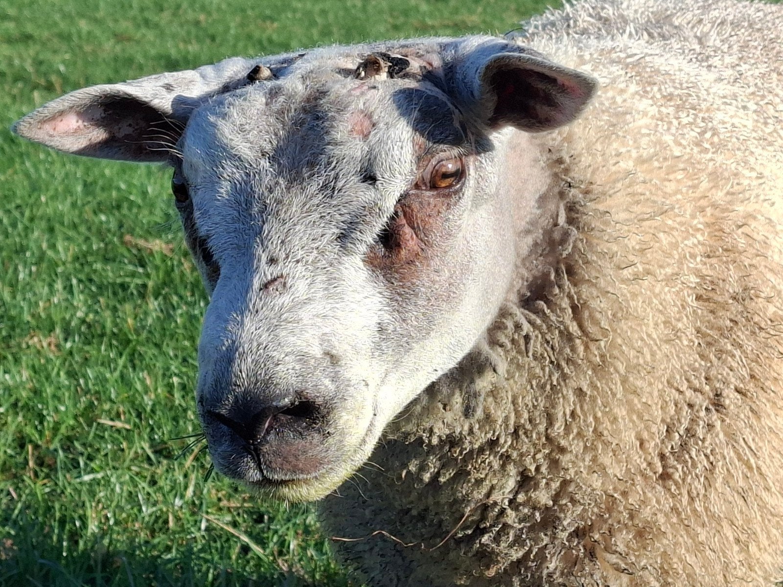 Luxe dekrammen, Dieren en Toebehoren, Mannelijk, Schaap, 0 tot 2 jaar