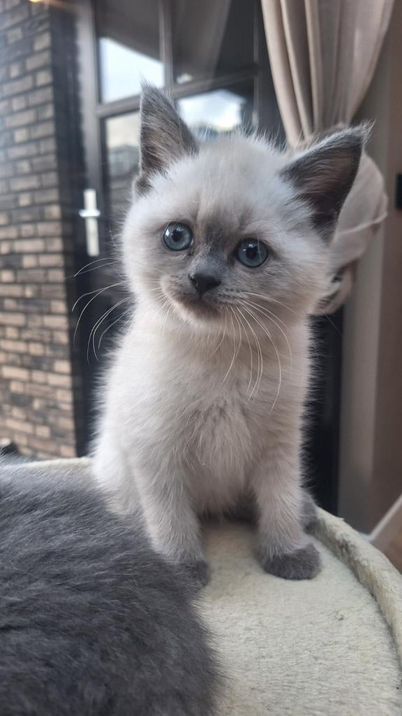 Britse Korthaar kittens, blue point katertje en zwart poesje, Meerdere dieren, Ontwormd