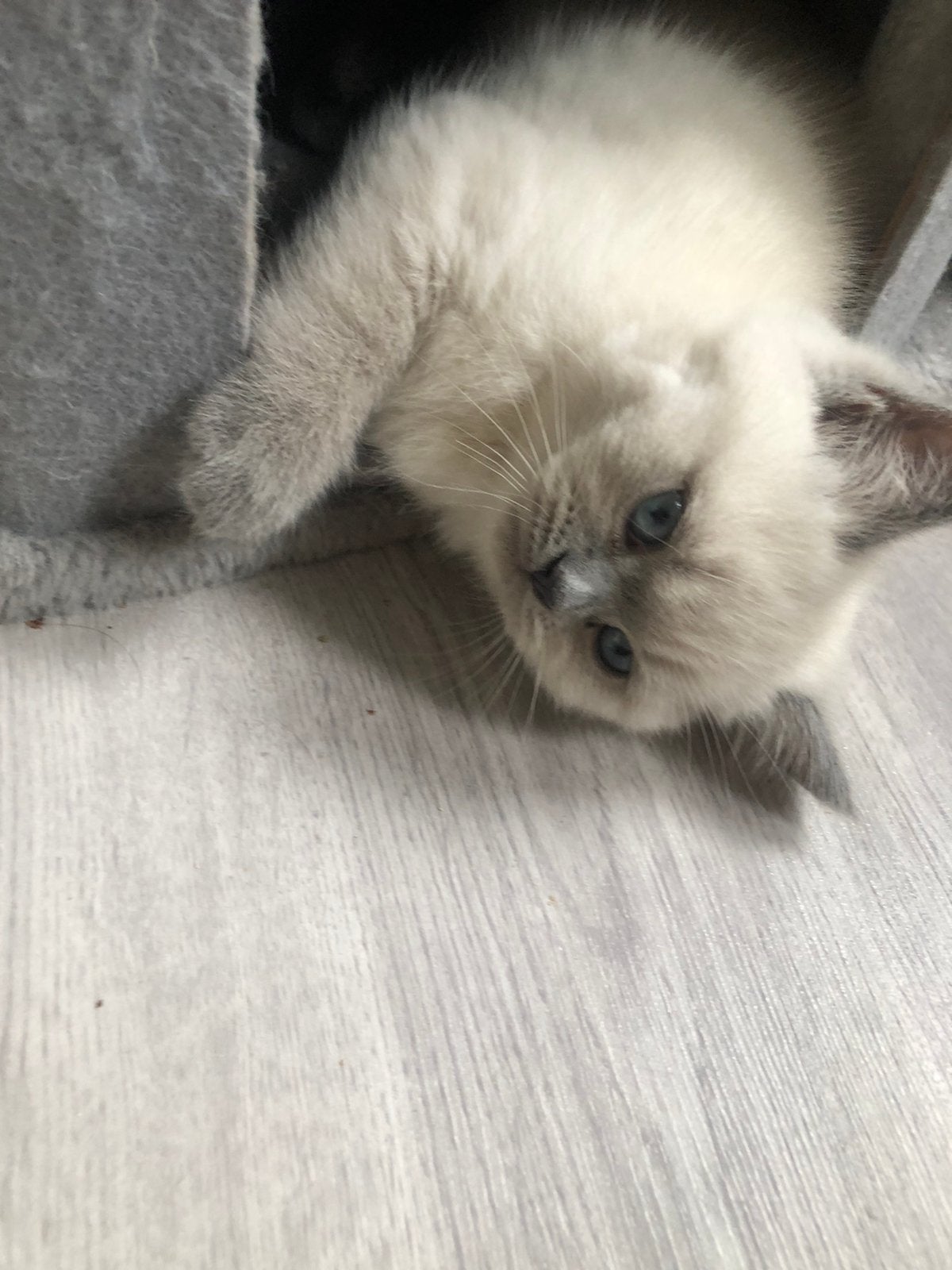 Britse korthaar kittens nog 1 beschikbaar, Meerdere dieren, Gechipt, 0 tot 2 jaar