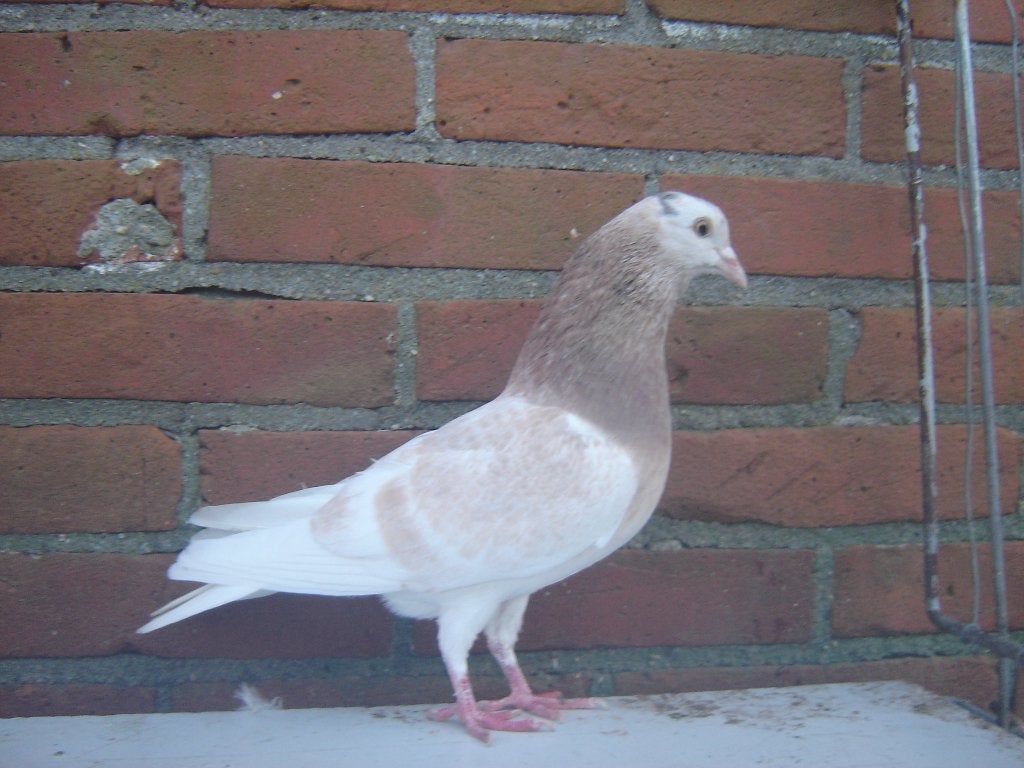 Sieruif.., Dieren en Toebehoren, Vogels | Duiven, Mannelijk, Overige soorten
