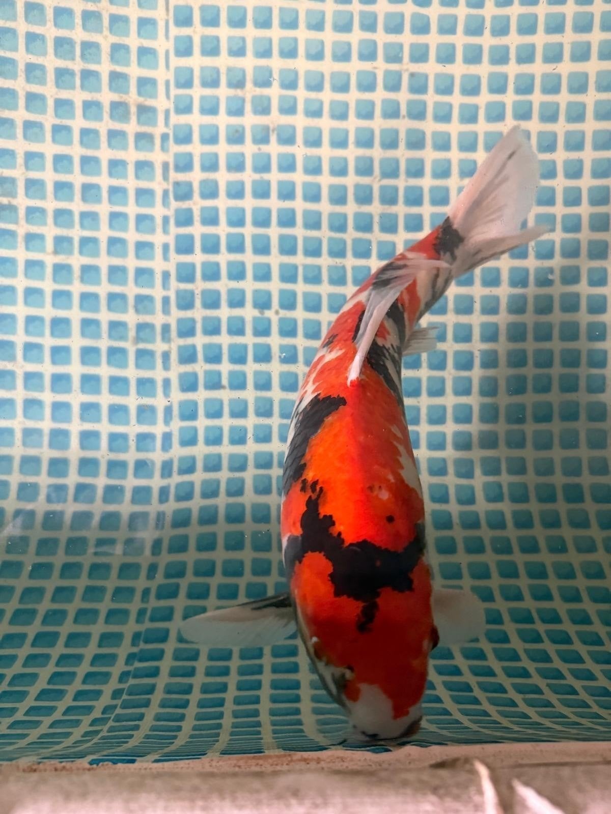 6 hele mooie japamse koi karpers, Karper of Koi