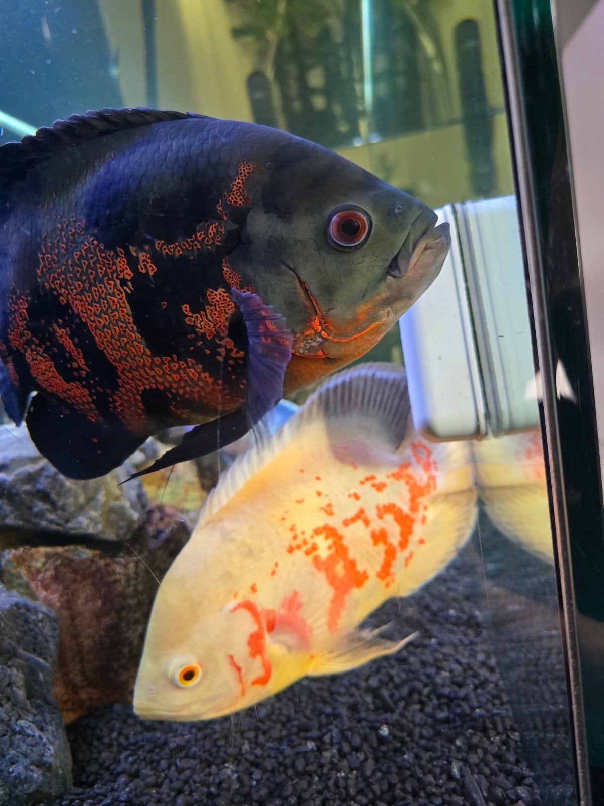 2x grote sterke Oscar +/-20cm, Dieren en Toebehoren, Vis