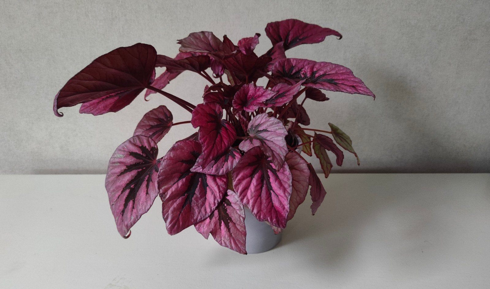 Begonia beleaf 'Indian summer', 24 centimeter hoog, Ophalen, Overige soorten, Halfschaduw, In pot