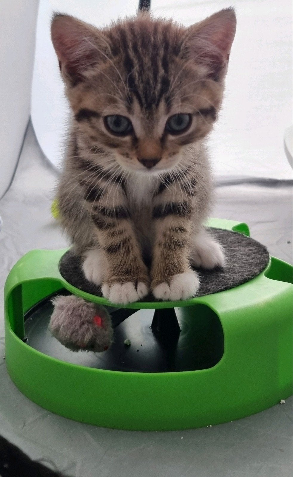 Britse korthaar Vader Turkse Van Moeder, Dieren en Toebehoren, Katten en Kittens | Raskatten | Korthaar, Kater, Ontwormd, 0 tot 2 jaar