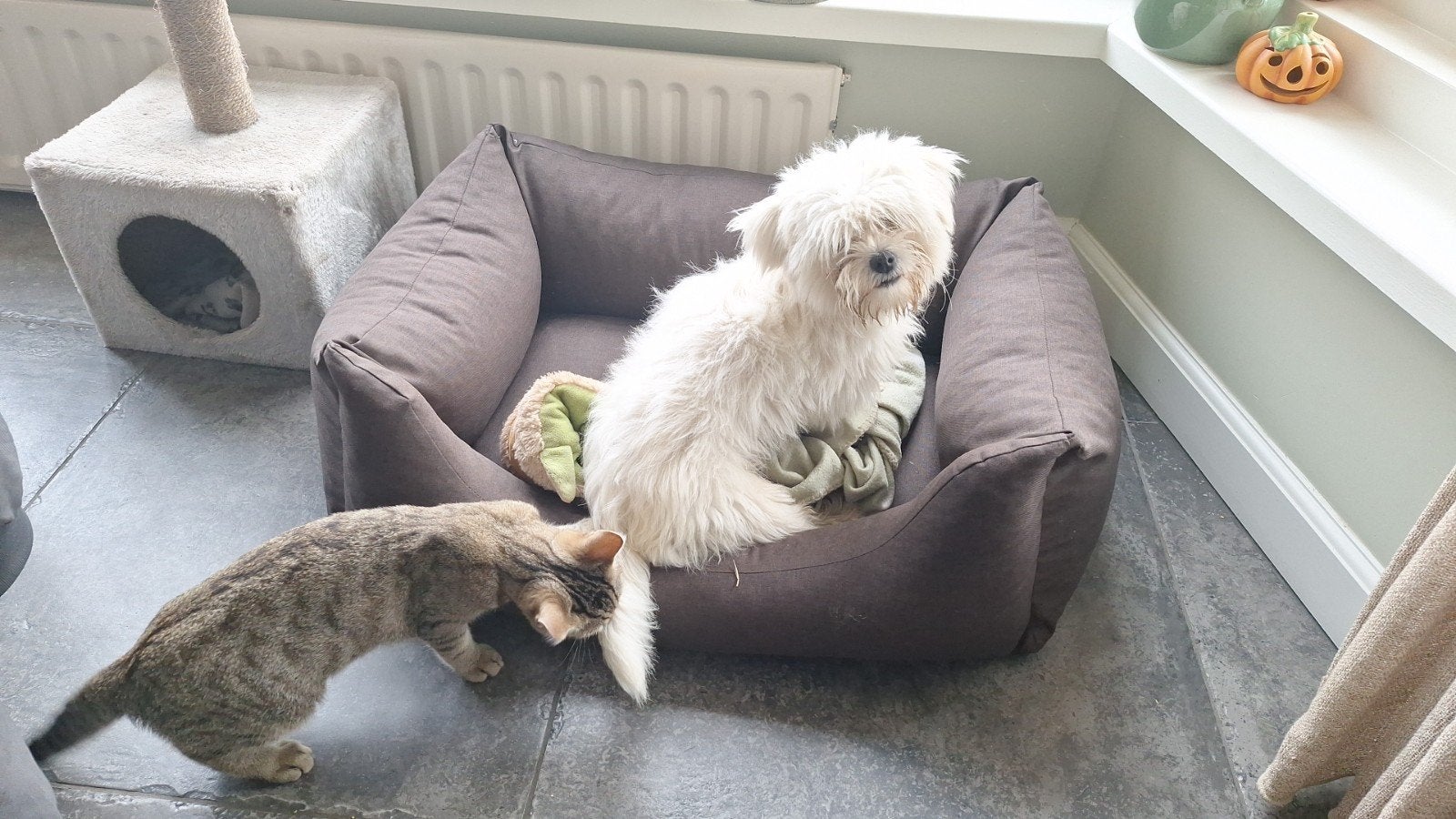 Maltezer reutje. Rasecht. 1 jaar., Kater